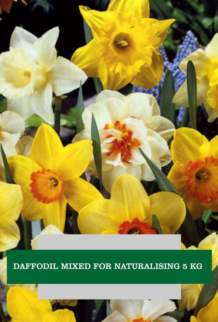 NARCISSUS MIXED COLOURS 5 KG