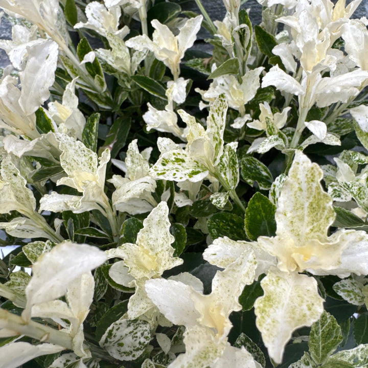 Euonymus jap. Pierrolino