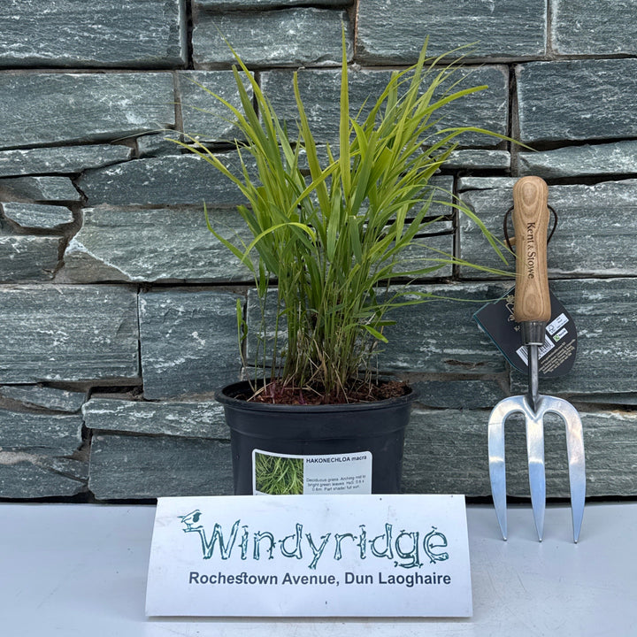 HAKONECHLOA macra