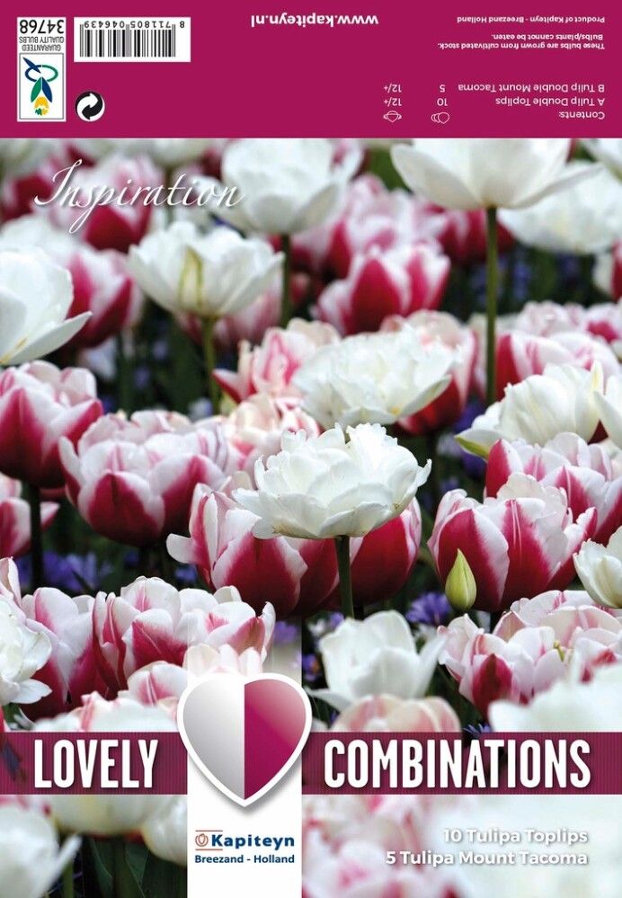 COMBI TULIPA RED & WHITE x 15