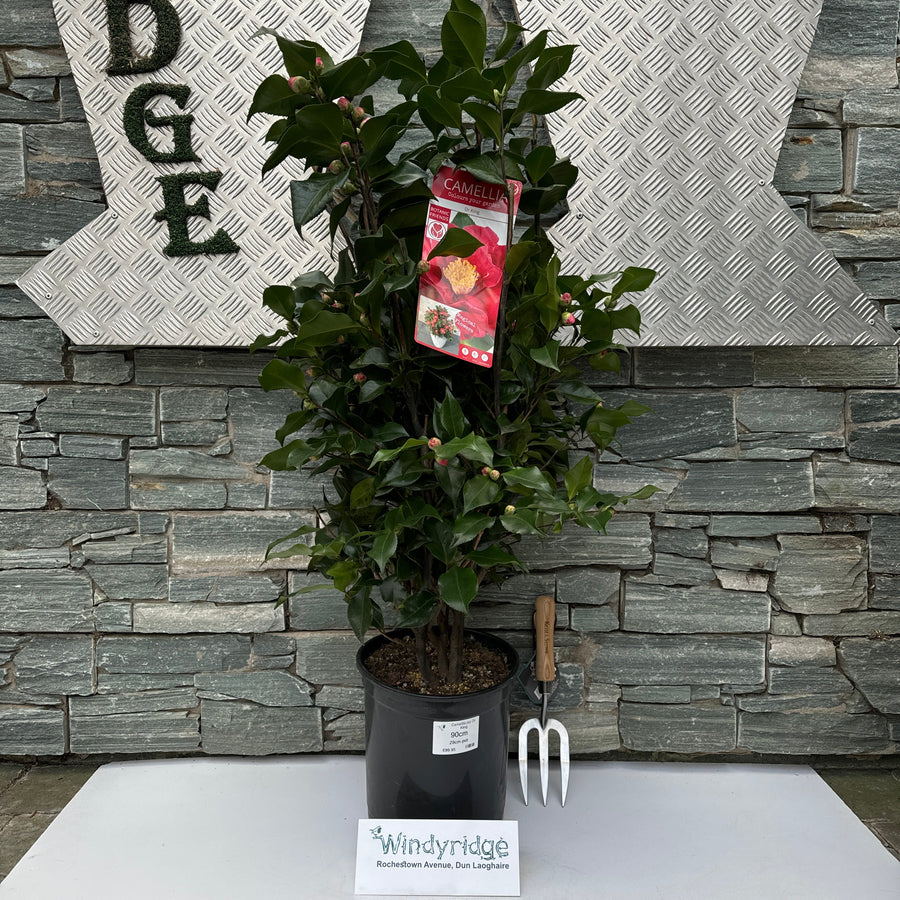 Camellia Jap Dr King - Shrubs - Windyridge Garden Centre