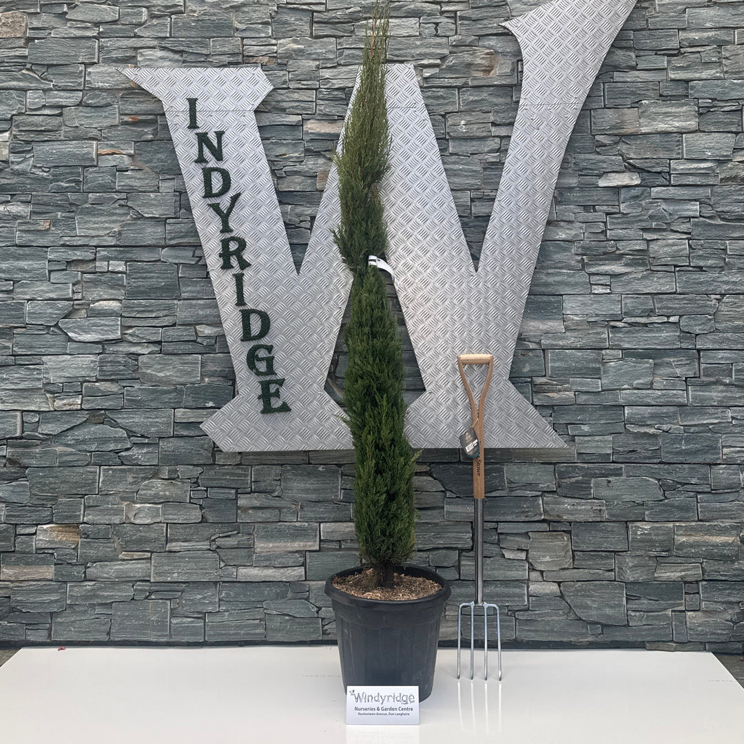 CUPRESSUS SEMP. PYRAMIDALIS CLT 25 H 150 - 175 CM