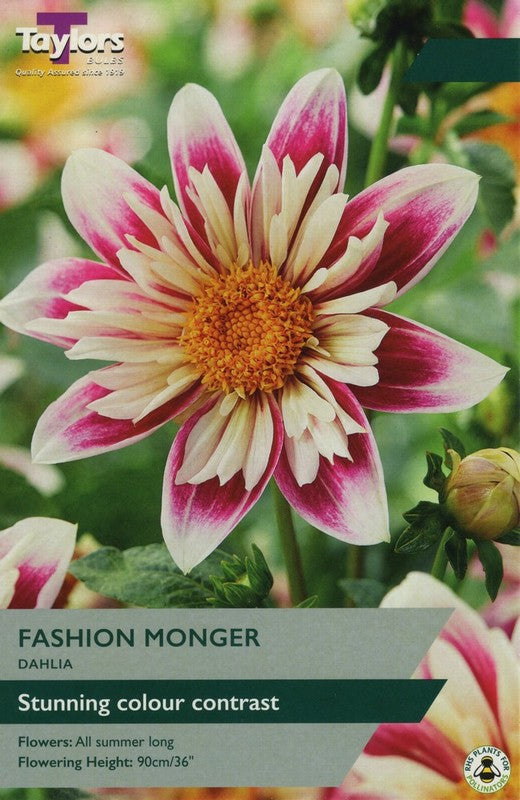 Dahlia Fashion Monger - Bulbs - Windyridge Garden Centre