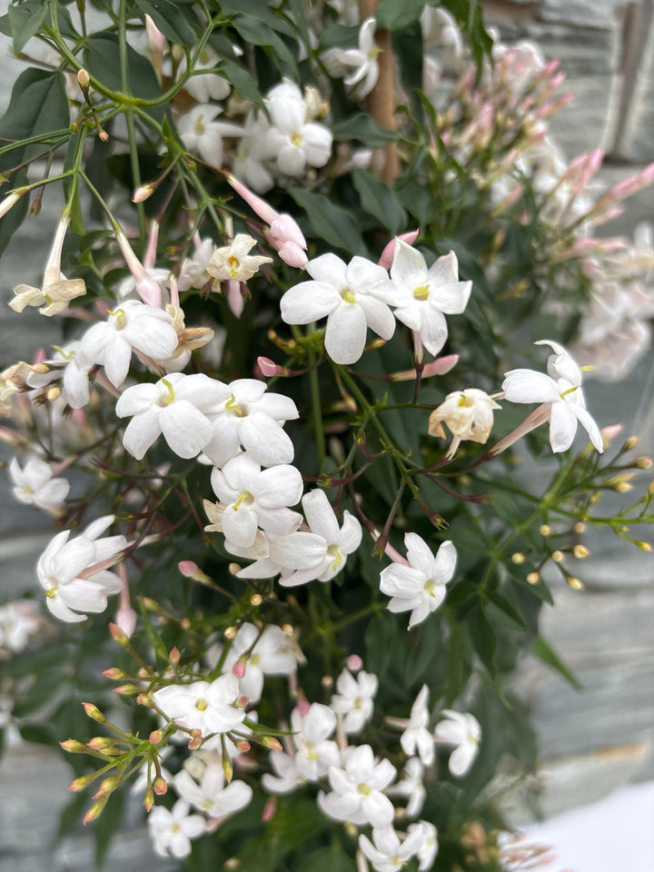 Jasminum polyanthum / P21 - 3 cane pyr