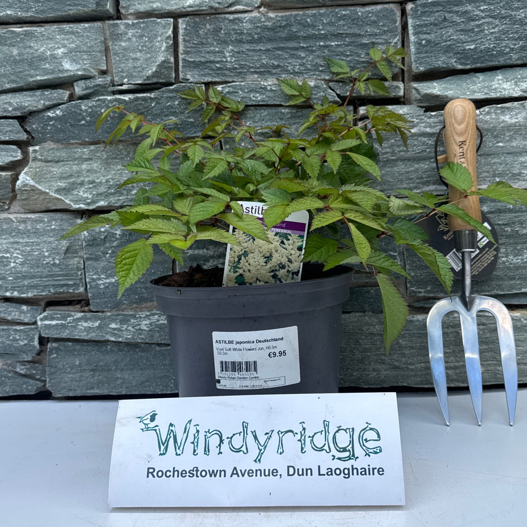 ASTILBE japonica Deutschland
