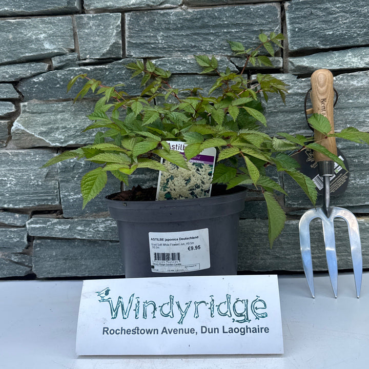 ASTILBE japonica Deutschland