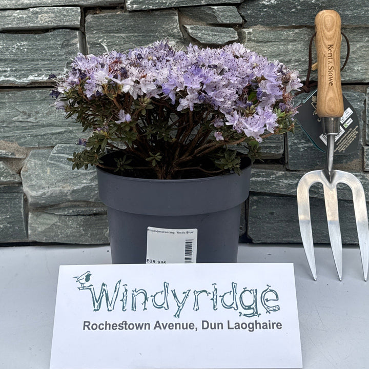 Rhododendron imp. Arctic Blue