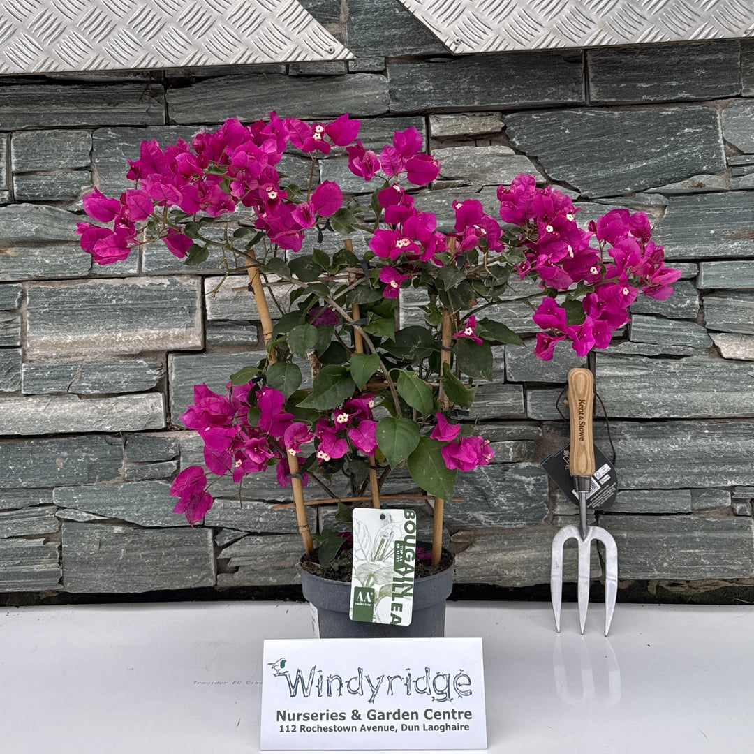 Bougainvillea Sanderiana on espalier purple