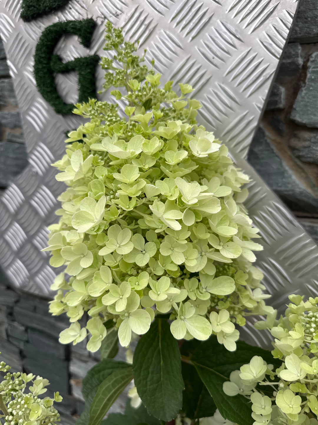 HYDRANGEA PAN. PINKY WINKY