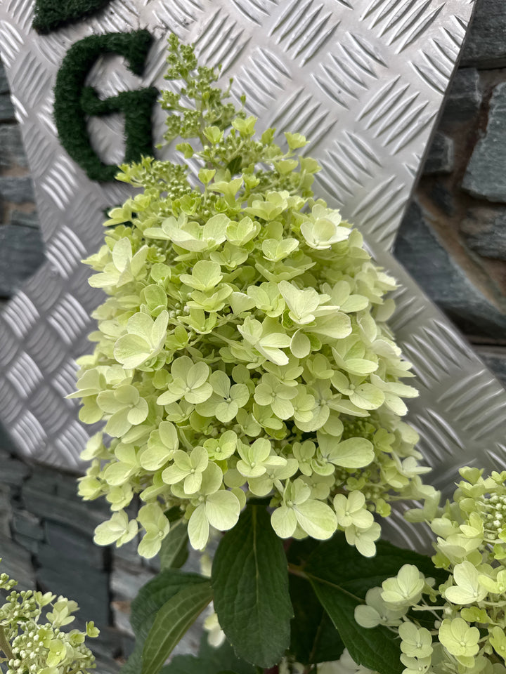 HYDRANGEA PAN. PINKY WINKY