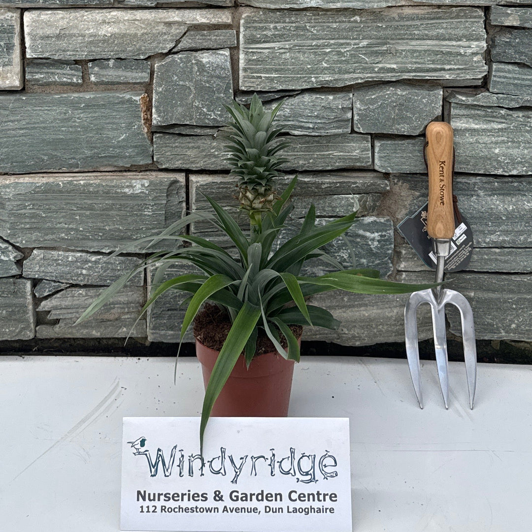 Ananas 'Mi Amigo'