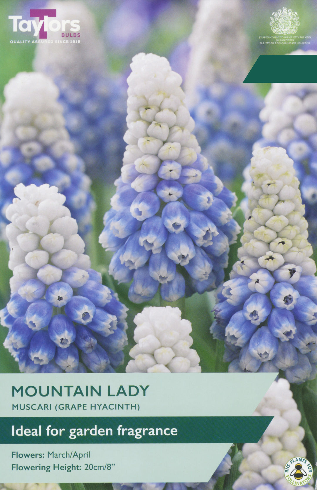 10 PKS X 20 MUSCARI MOUNTAIN LADY 7-8