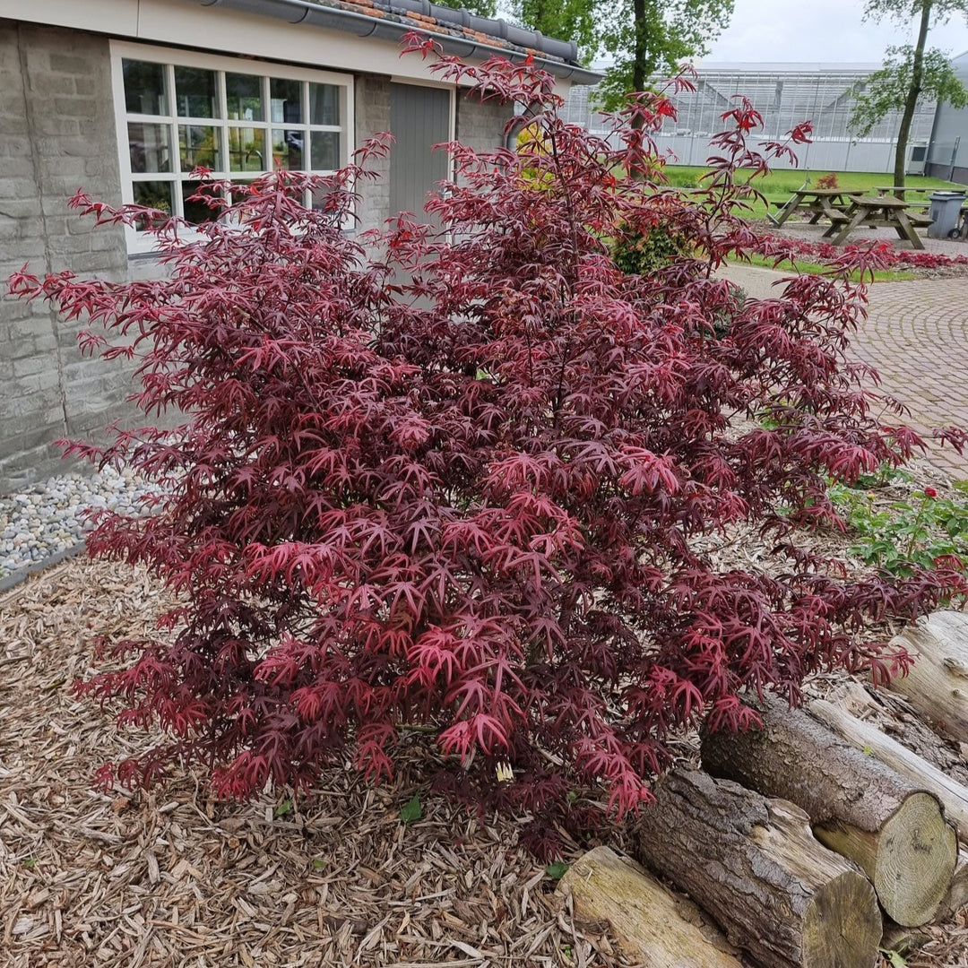Acer pal. Starfish