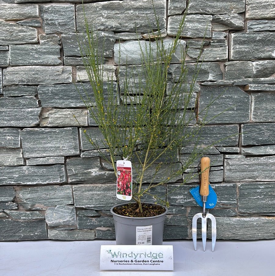 Cytisus Boskoop Ruby - Shrubs - Windyridge Garden Centre
