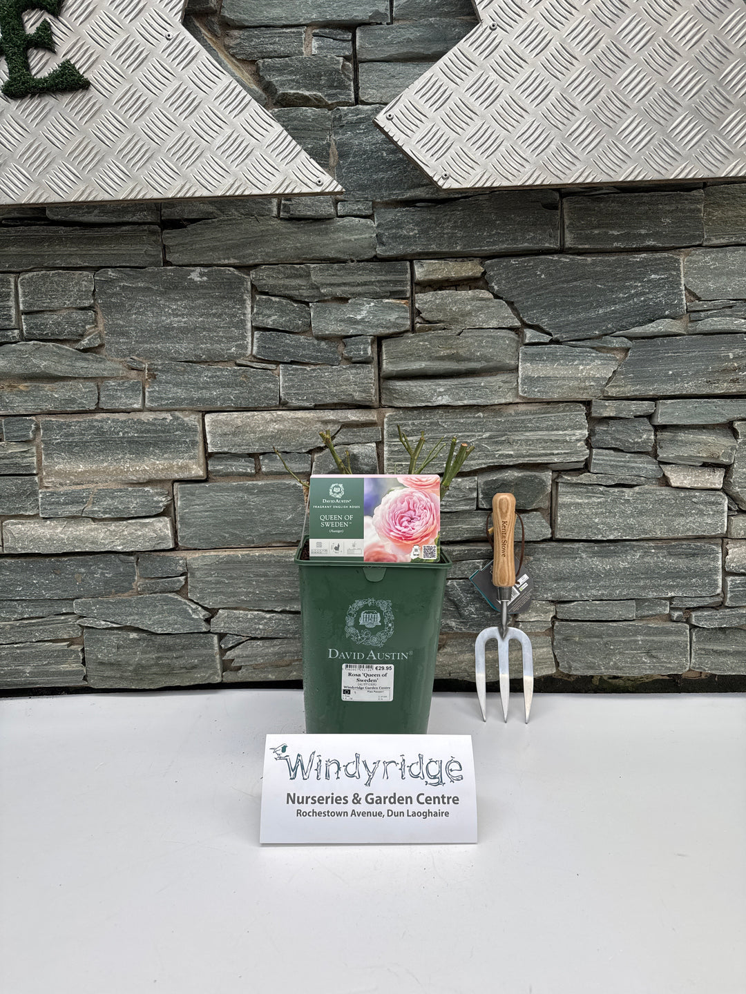 David Austin Rosa Queen of Sweden 6L Pot