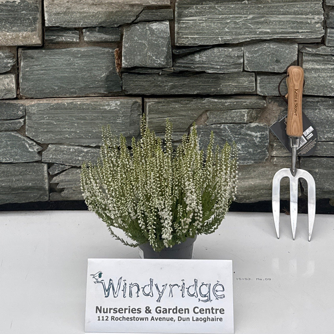 Calluna vulgaris 'Elegantissima'