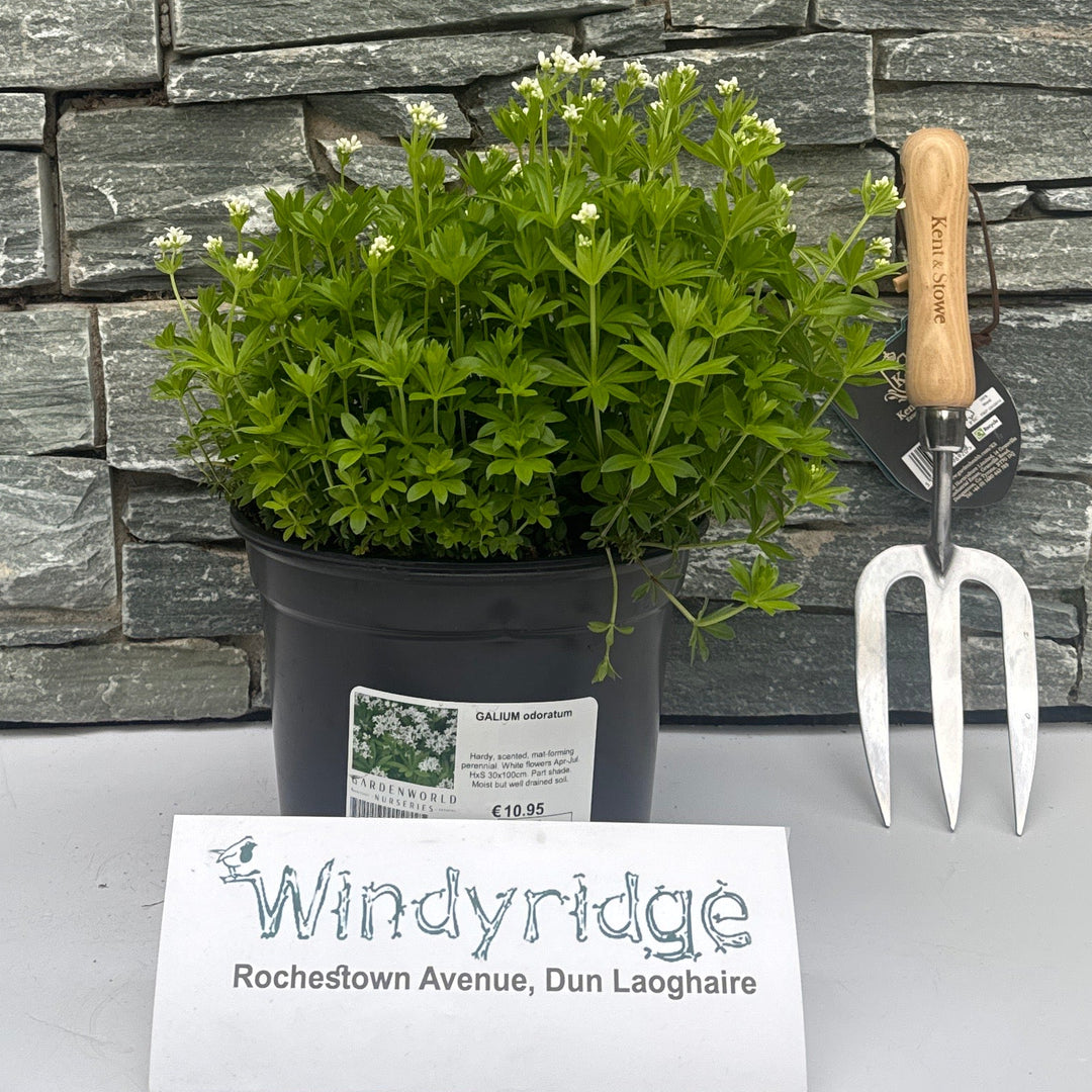 Galium Odoratum G - Herbaceous - Windyridge Garden Centre