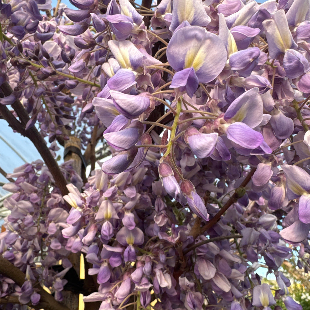 Wisteria Brach."Golden King" Clt 35 Tronco 130 - 140 Cm Circ. Tr. 08 - 10 Cm  1/2 Std - Standard Trees And Topiary - Windyridge Garden Centre