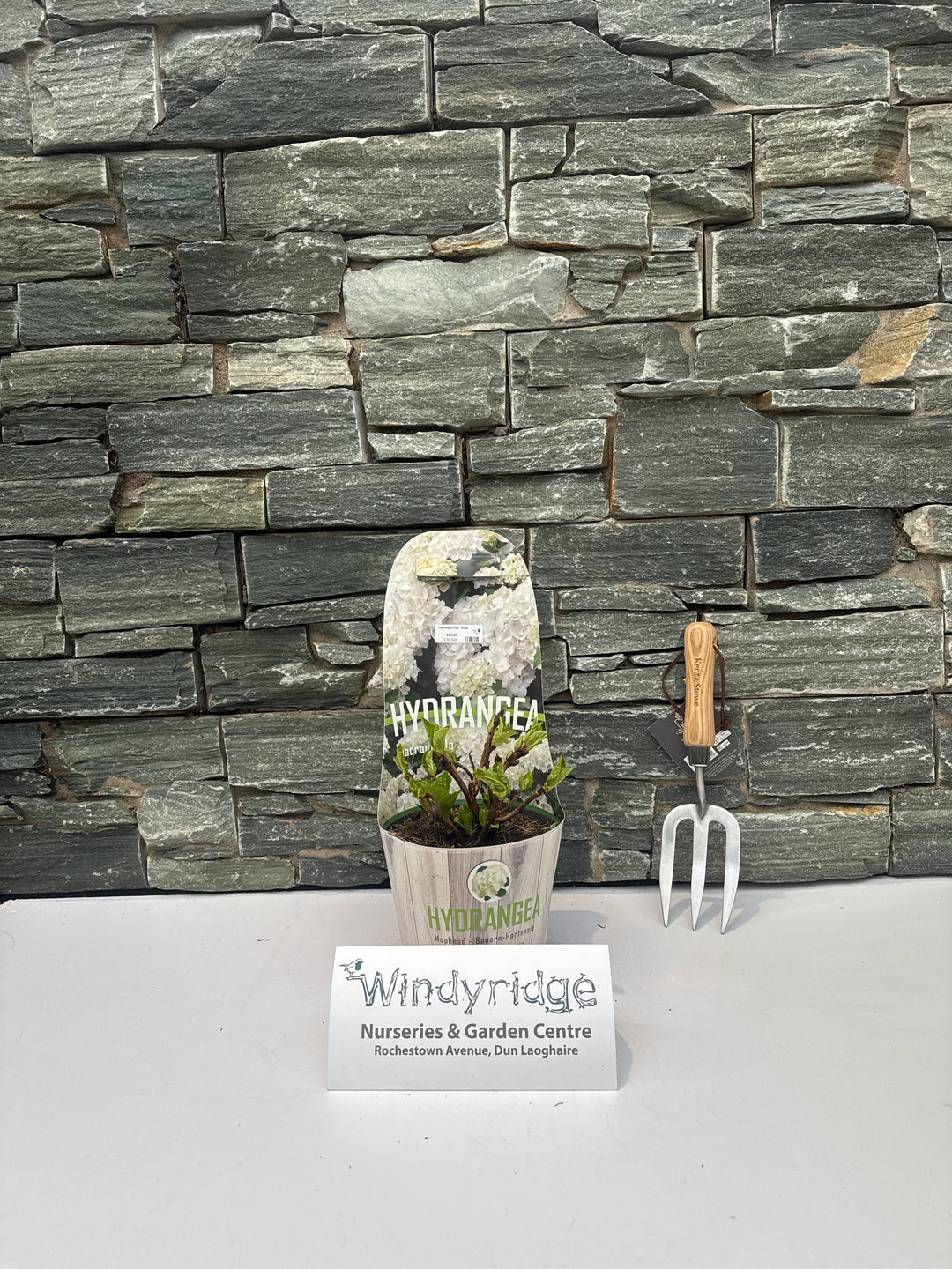 Hydrangea macr. White