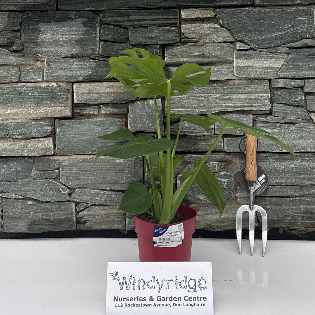 Monstera 15cm