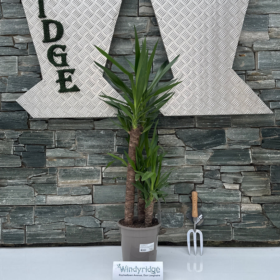 Yucca Elephantipes² P21 60+30+20 Stem - Indoor Plants - Windyridge Garden Centre