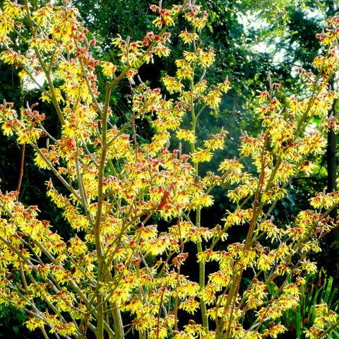 Hamamelis-int.-Arnold-Promise-Planted