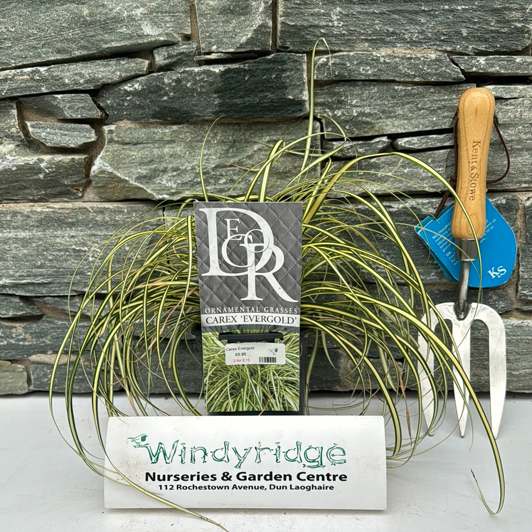 Carex Evergold