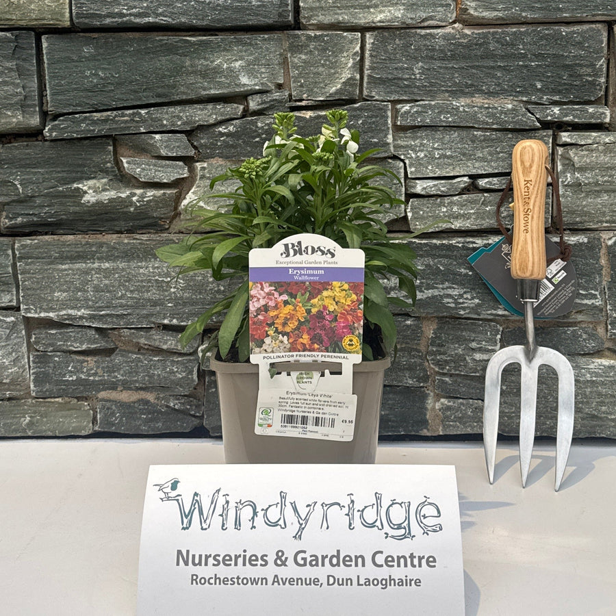 Erysimum Leya White - Herbaceous - Windyridge Garden Centre