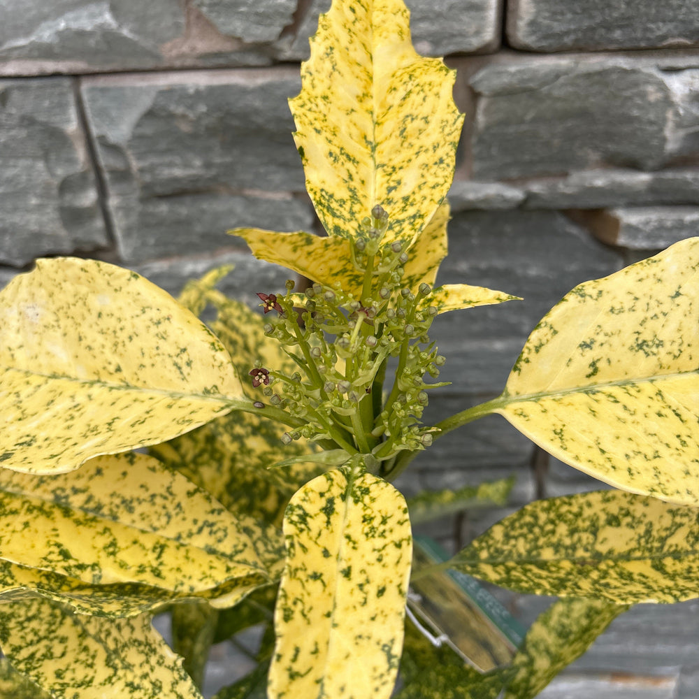 Aucuba Jap. Golden King 3L 30Cm - Shrubs - Windyridge Garden Centre