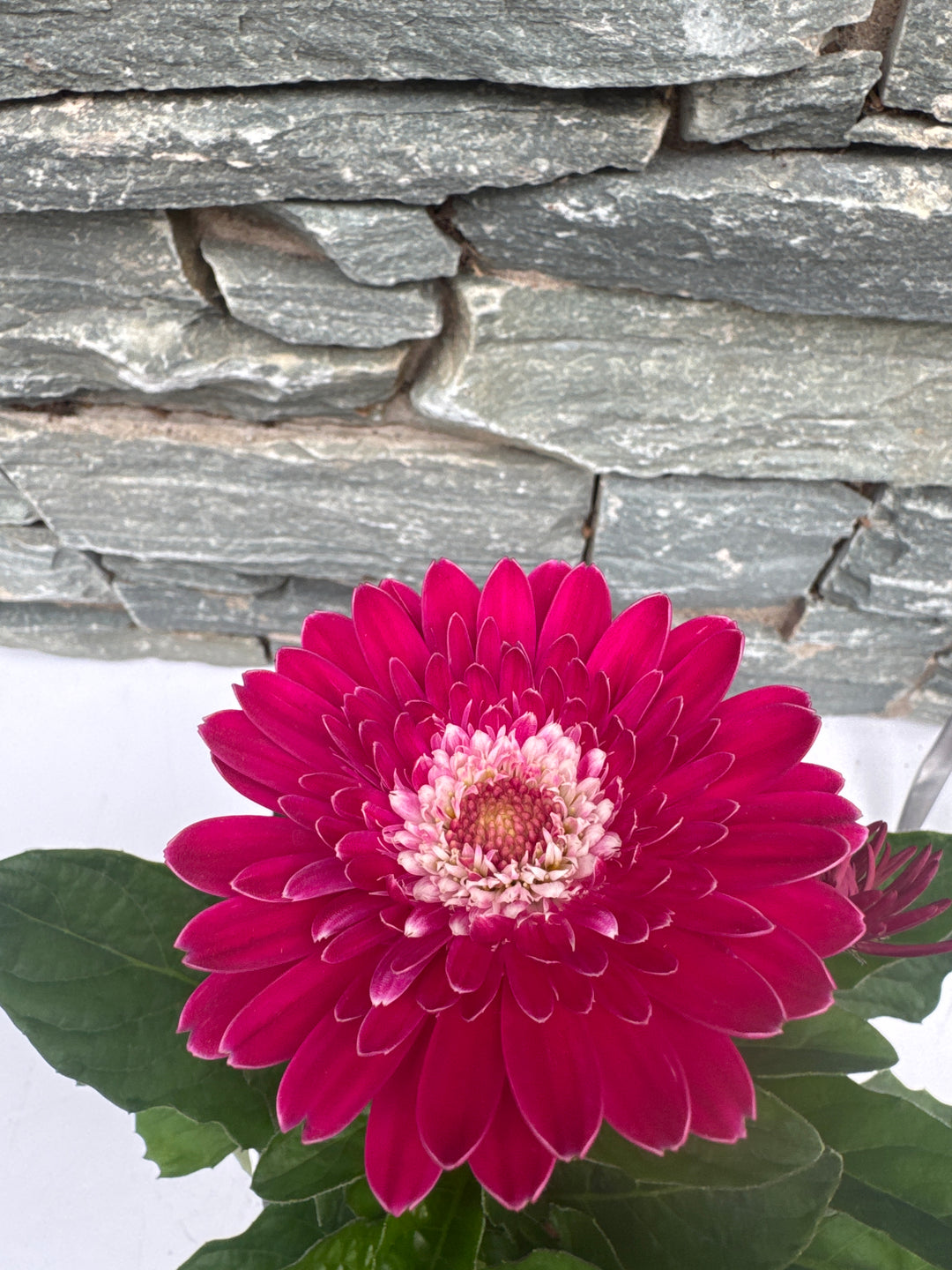 GERBERA garvinea Sweet Femmy