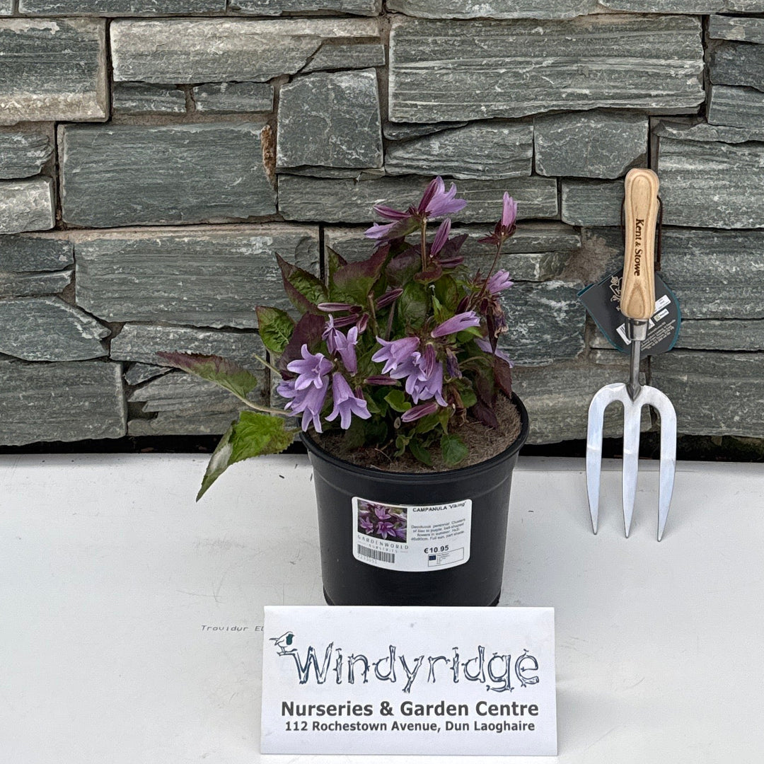 CAMPANULA 'Viking' 3L