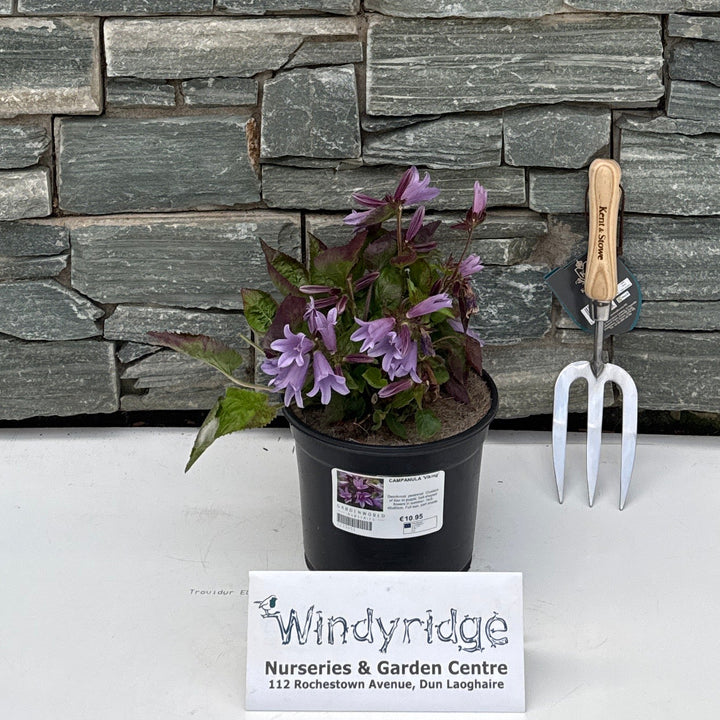 CAMPANULA 'Viking' 3L