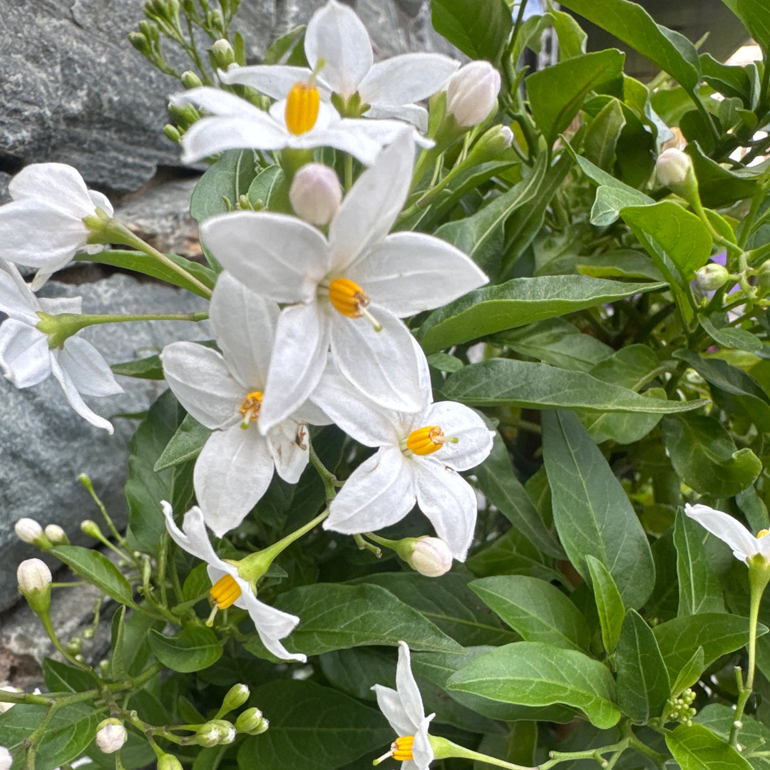 Solanum jasminoides