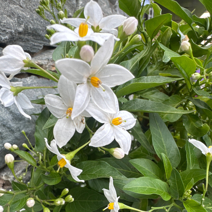 Solanum jasminoides