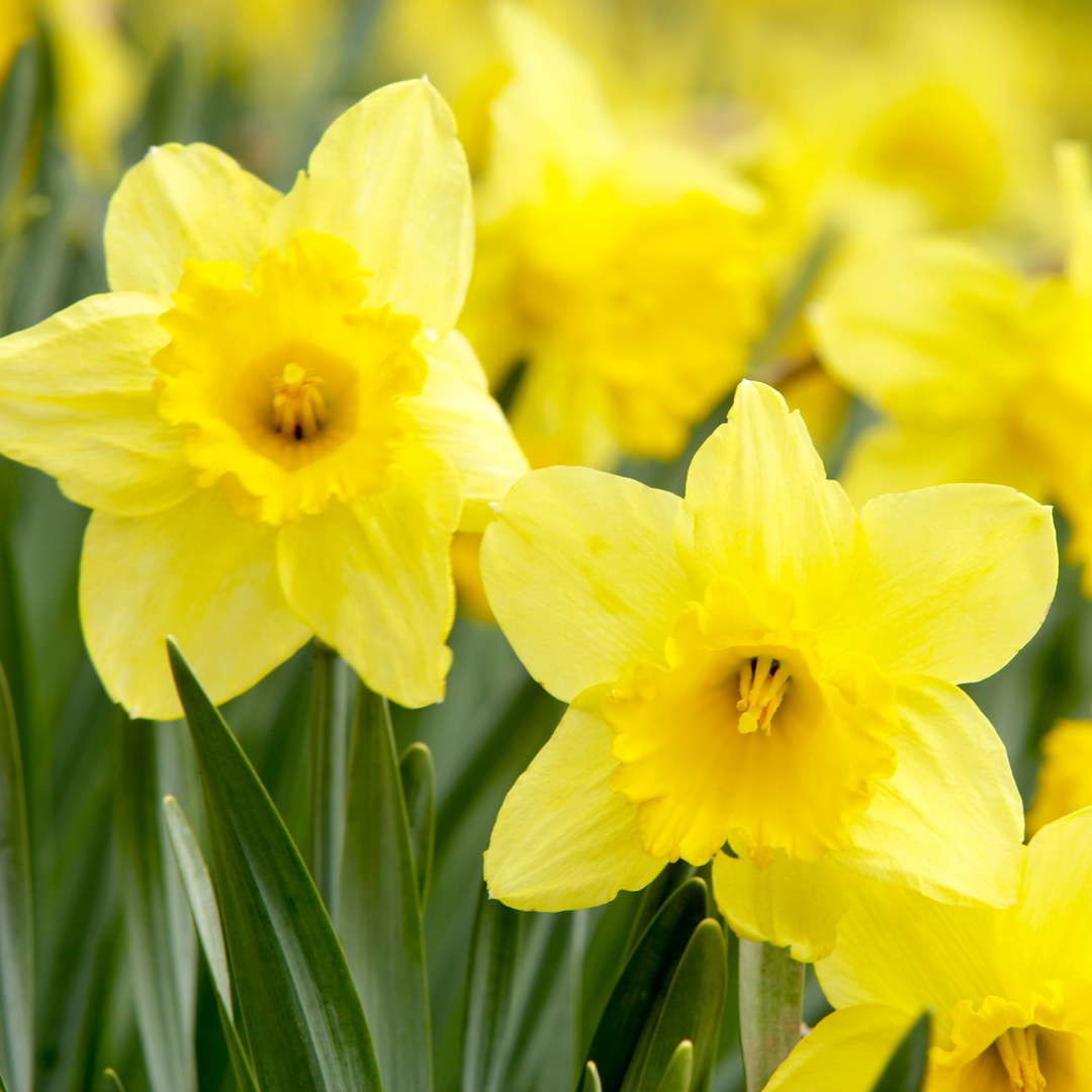 Daffodil Trumpet Yellow 5kg net