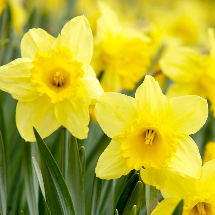Daffodil Trumpet Yellow 5kg net