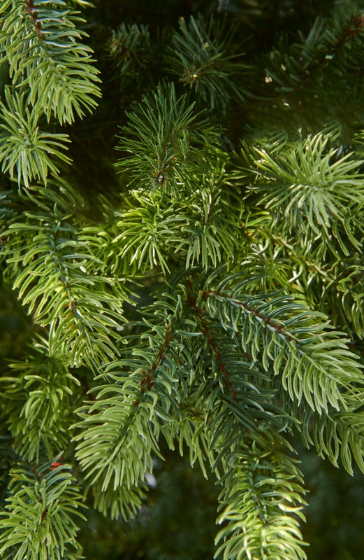 GALWAY - 7.5ft Tree