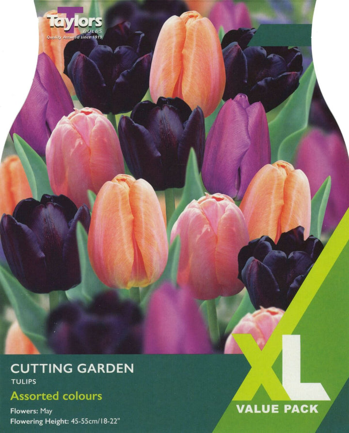 TULIP CUTTING GARDEN 12