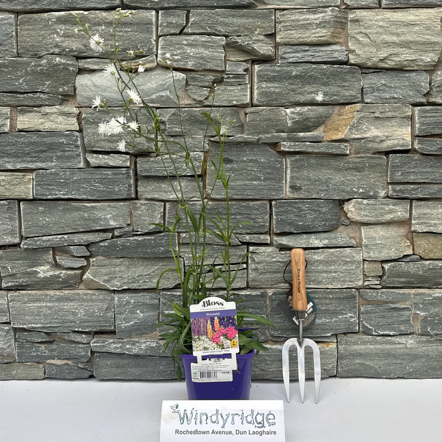 Lychnis Petite White - Herbaceous - Windyridge Garden Centre