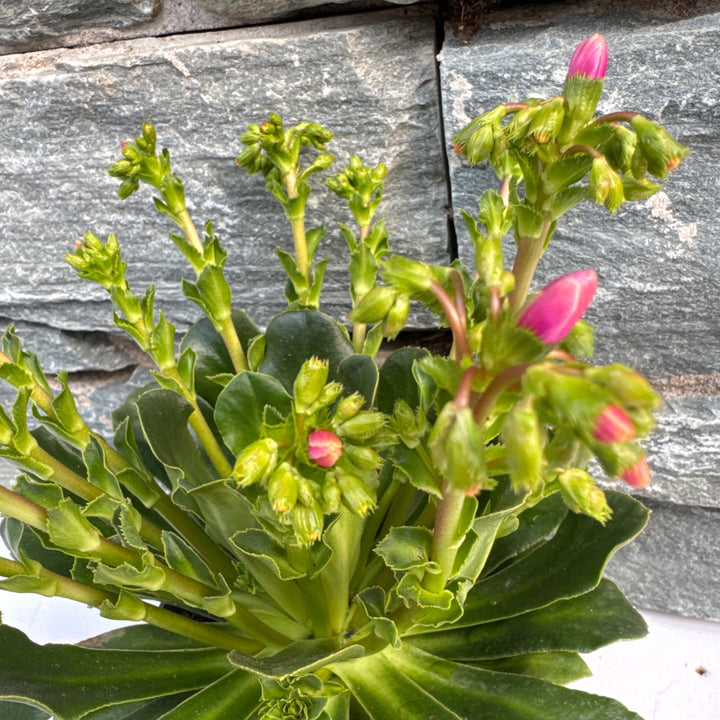 Lewisia Mountain Dreams  P10.5