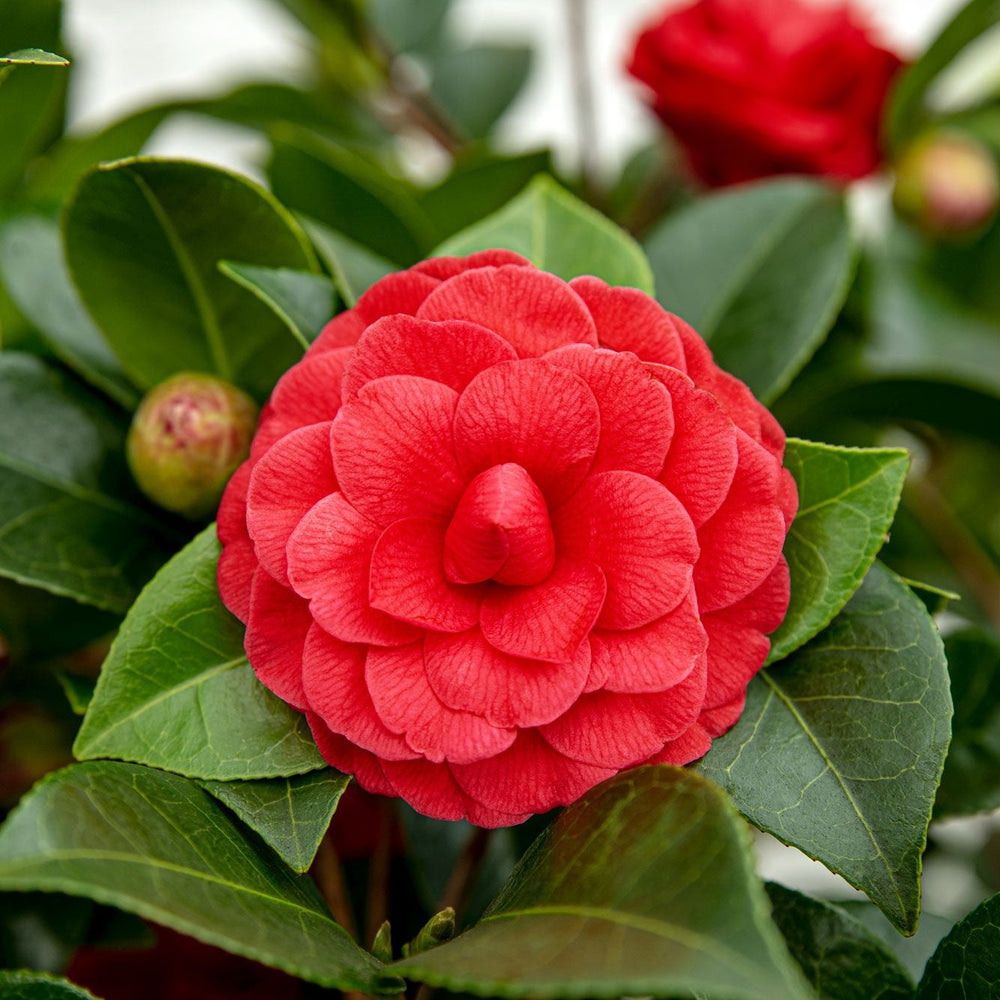 Camellia Jap. Black Lace - Shrubs - Windyridge Garden Centre