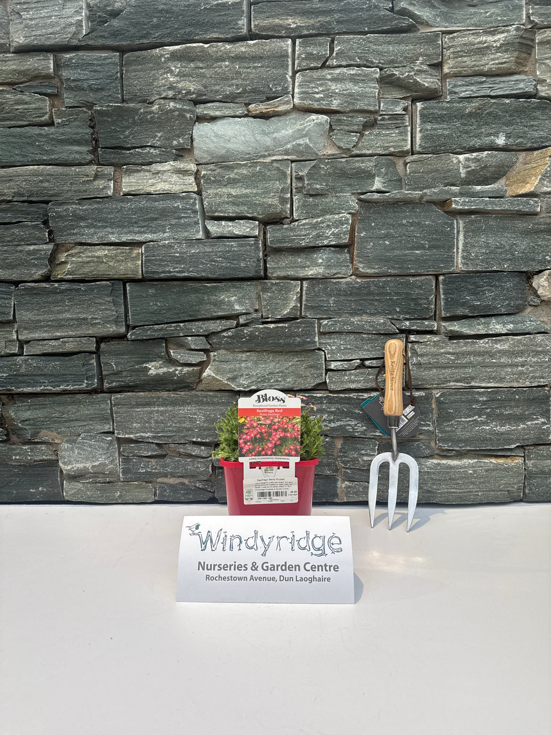 Saxifraga Marto Picotee - Herbaceous - Windyridge Garden Centre