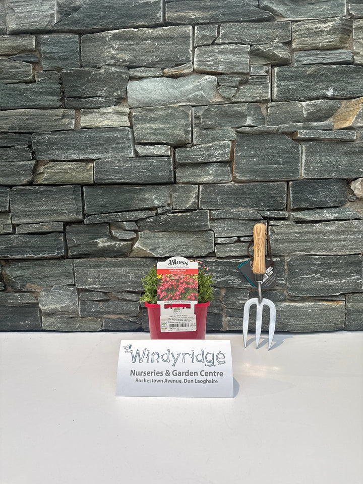Saxifraga Marto Picotee - Herbaceous - Windyridge Garden Centre