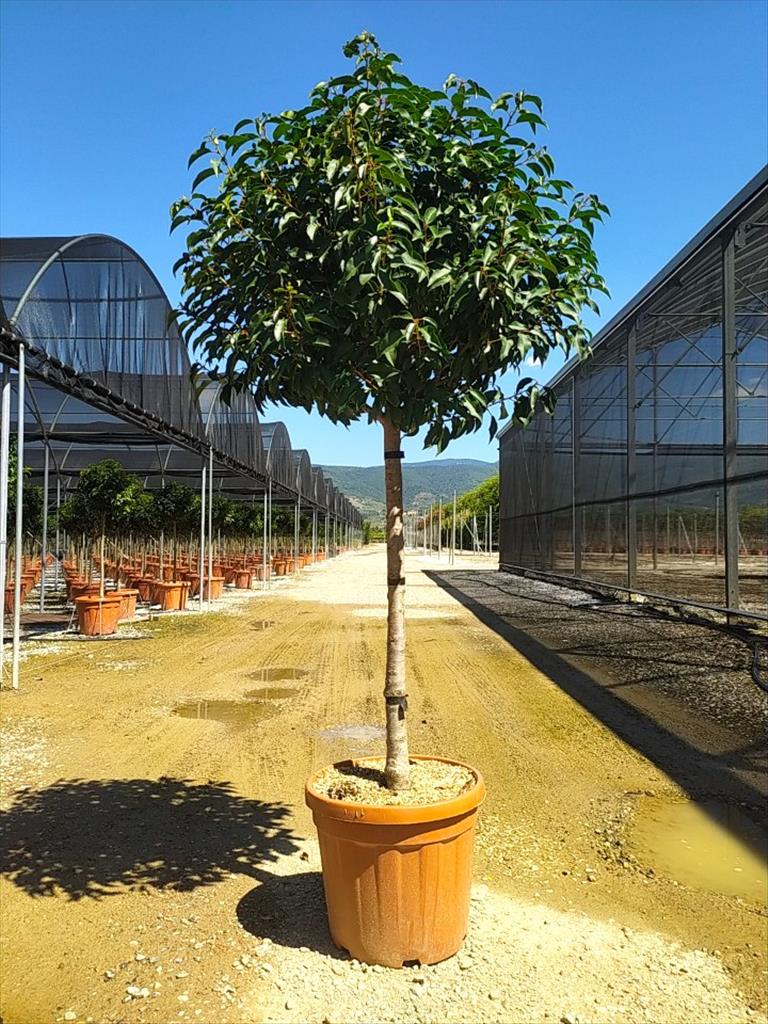 Prunus Lusitanica "Angustifolia" Clt 30 / 35  Circ. Tr. 10 - 12+ Cm Chioma 60 - 70 Cm 1/2 Std - Standard Trees And Topiary - Windyridge Garden Centre