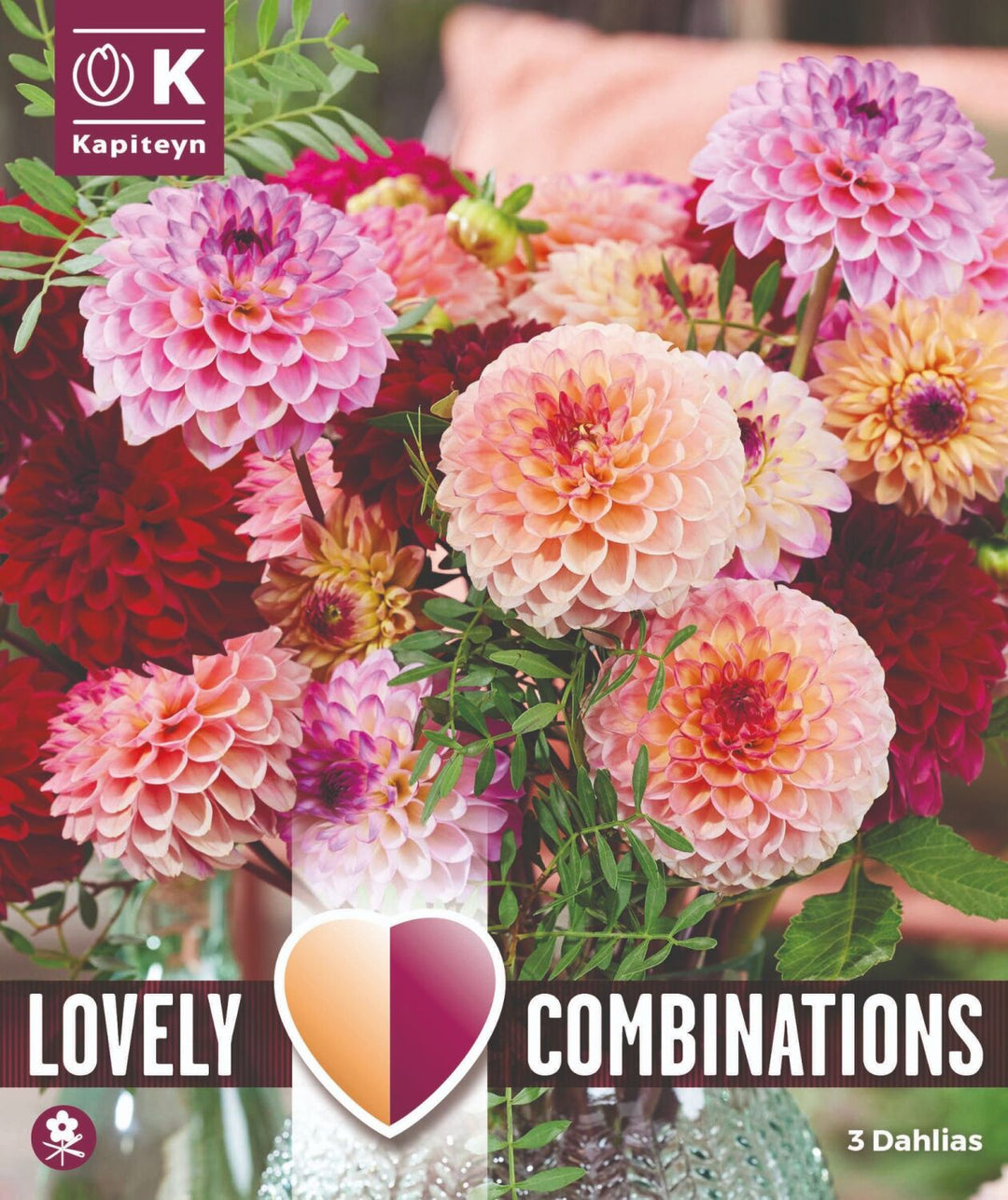 Combi Dahlia Jolly Balls 3 - Bulbs - Windyridge Garden Centre