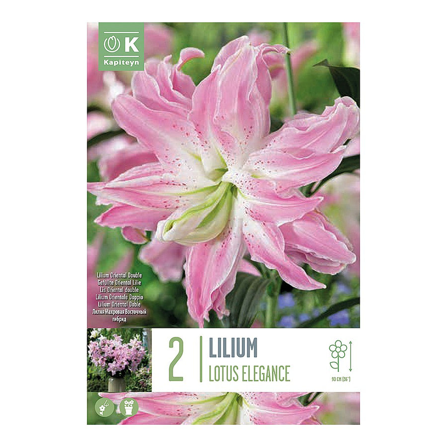 Lilium Lotus Elegance 2 - Bulbs - Windyridge Garden Centre