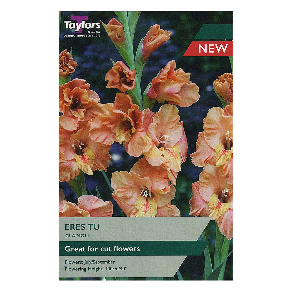 GLADIOLI ERES TU 10