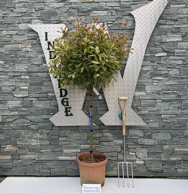 PHOTINIA SERR. "LOUISE" CLT 30   CIRC. TR. 08 - 10 CM  CHIOMA 60 - 70 CM 1/2 STD