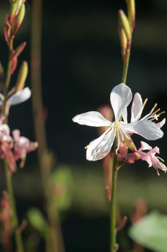 Gaura Whirling Butterflies - Herbaceous - Windyridge Garden Centre