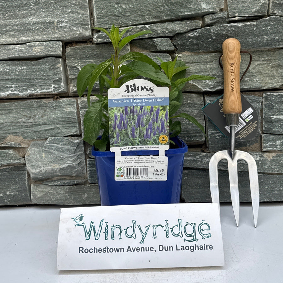 Veronica 'Ulster Blue Dwarf' - Herbaceous - Windyridge Garden Centre